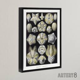 "Artery8 Blastoid Sea Buds Urchins Haeckel Botanical Black Framed Canvas Art in White - Size: W12"" x H16""" - thumbnail 2