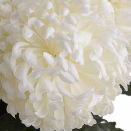 Lemon Pavilion Furniture and Decor Large Chrysanthemum Artificial Flower - L15 x W15 x H87 cm - White - thumbnail 5