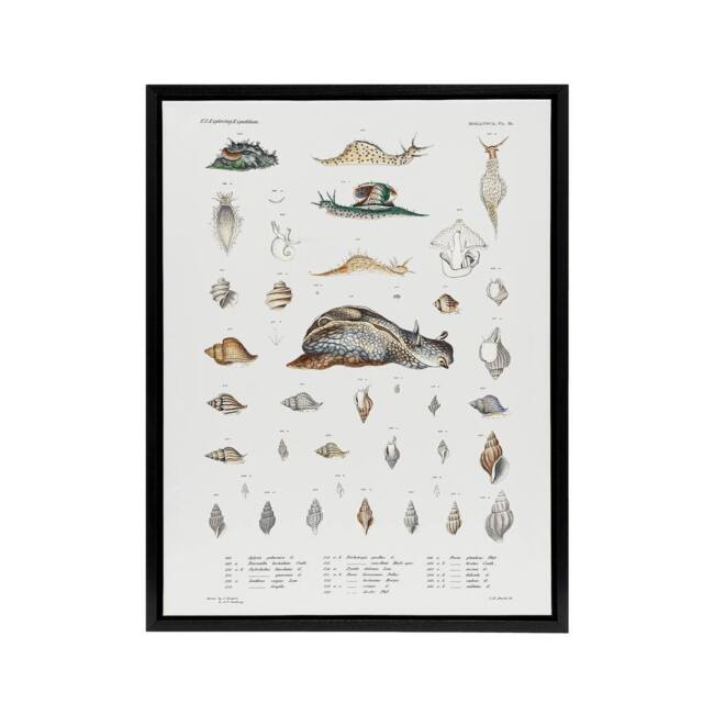 "Artery8 Snail varieties & shells Augustus Gould Framed Canvas Wall Art Print in White - Size: W12"" x H16""" - image 1
