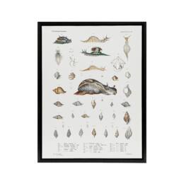 "Artery8 Snail varieties & shells Augustus Gould Framed Canvas Wall Art Print in White - Size: W12"" x H16""" - thumbnail 1