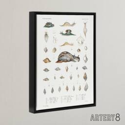 "Artery8 Snail varieties & shells Augustus Gould Framed Canvas Wall Art Print in White - Size: W12"" x H16""" - thumbnail 2