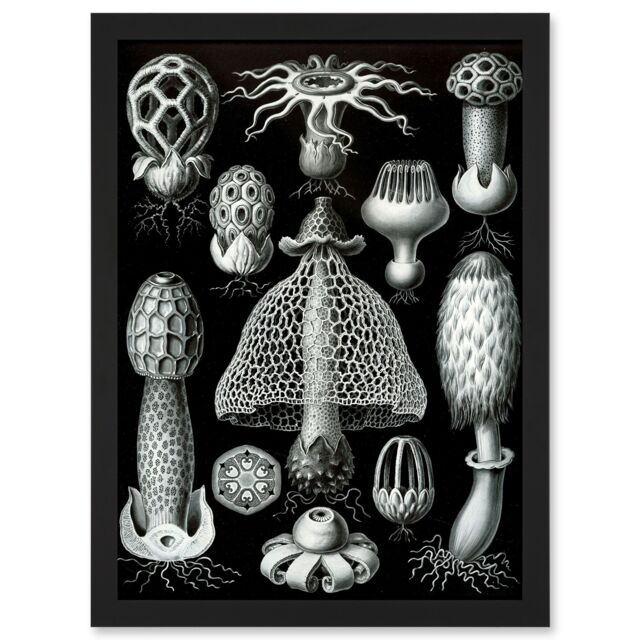 Artery8 Nature Ernst Haeckel Fungus Mushroom Toadstool Botanical A4 Artwork Framed Wall Art Print in Black - image 1