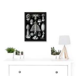Artery8 Nature Ernst Haeckel Fungus Mushroom Toadstool Botanical A4 Artwork Framed Wall Art Print in Black - thumbnail 2