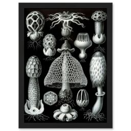Artery8 Nature Ernst Haeckel Fungus Mushroom Toadstool Botanical A4 Artwork Framed Wall Art Print in Black - thumbnail 1