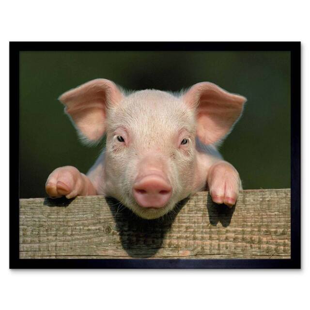 "Artery8 Photo Animal Pig Piglet Farm Pink Baby Babe 12x16"" Framed Art Print - Size: W12"" x H16""" - image 1
