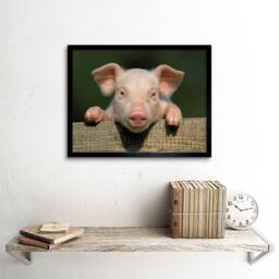 "Artery8 Photo Animal Pig Piglet Farm Pink Baby Babe 12x16"" Framed Art Print - Size: W12"" x H16""" - thumbnail 2