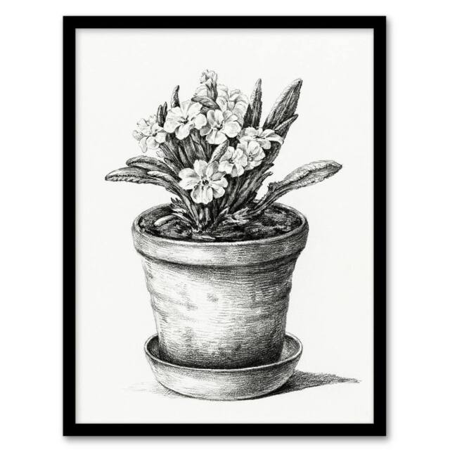 Artery8 Potted Flowering Plant Pencil Drawing Bernard Framed Wall Art Print in White - Size: A4 - image 1