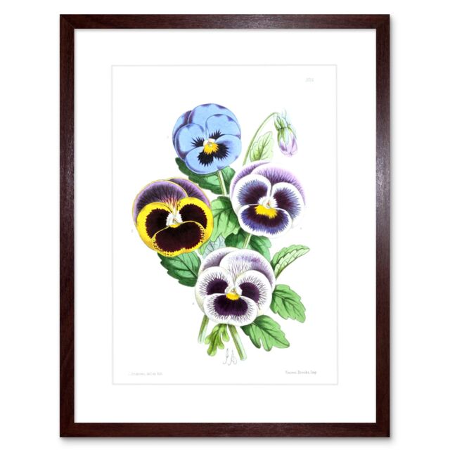 "Artery8 Wall Art Print Flower Pansies Viola Art Framed 9x7 inch in Brown - Size: W7"" x H9""" - image 1