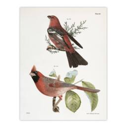 "Artery8 James De Kay Pine Bulfinch & Cardinal Grosbeak Wall Art Print in White - Size: W12"" x H16""" - thumbnail 1