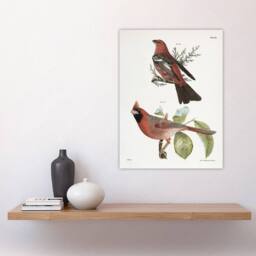 "Artery8 James De Kay Pine Bulfinch & Cardinal Grosbeak Wall Art Print in White - Size: W12"" x H16""" - thumbnail 4