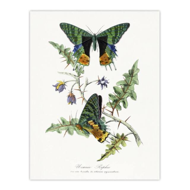 "Artery8 Paul Gervais Madagascan Sunset Moth & Flowers Wall Art Print in White - Size: W12"" x H16""" - image 1
