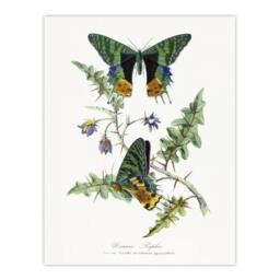 "Artery8 Paul Gervais Madagascan Sunset Moth & Flowers Wall Art Print in White - Size: W12"" x H16""" - thumbnail 1