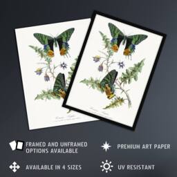 "Artery8 Paul Gervais Madagascan Sunset Moth & Flowers Wall Art Print in White - Size: W12"" x H16""" - thumbnail 2
