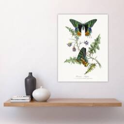 "Artery8 Paul Gervais Madagascan Sunset Moth & Flowers Wall Art Print in White - Size: W12"" x H16""" - thumbnail 4