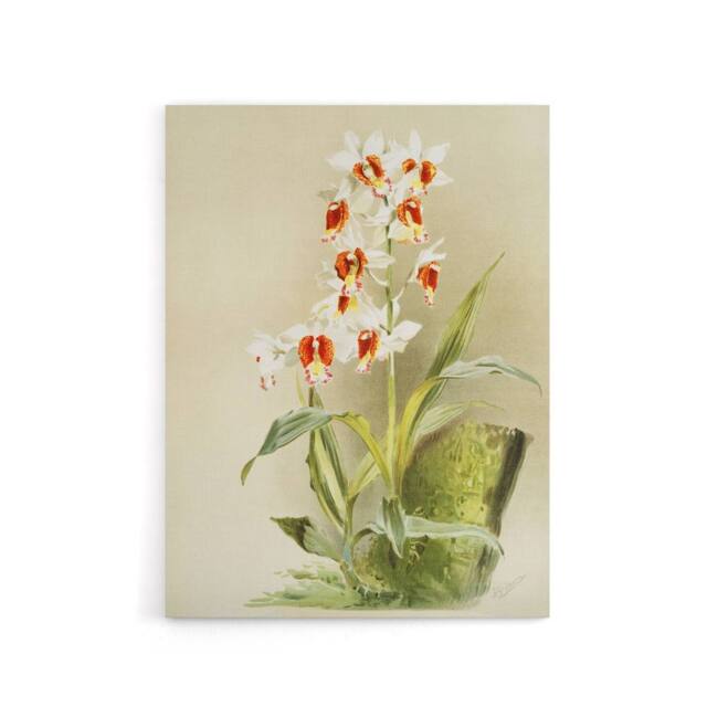 "Artery8 Frederick Sander Madagascar Swamp Orchid Flowers Canvas Wall Art Print - Size: W12"" x H16""" - image 1