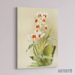 "Artery8 Frederick Sander Madagascar Swamp Orchid Flowers Canvas Wall Art Print - Size: W12"" x H16""" - thumbnail 2