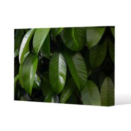 Benjamin Tate Design Closeup of beautiful glossy green leaves (Canvas Print) / 46 x 31 x 4cm in Natural - Size: 46 x 31 x 4 cm - thumbnail 1