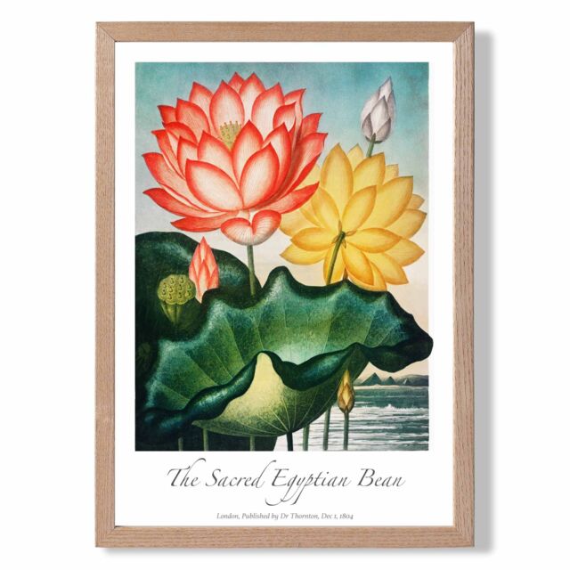 ARTZE Vintage Floral Exhibition - Egyptian Bean Flower Framed Print SIZE: A2 with Oak Frame in Red - Size: A3 - image 1