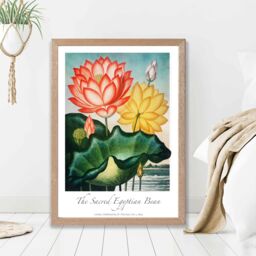 ARTZE Vintage Floral Exhibition - Egyptian Bean Flower Framed Print SIZE: A2 with Oak Frame in Red - Size: A3 - thumbnail 2