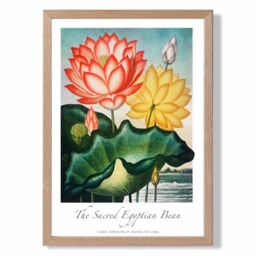 ARTZE Vintage Floral Exhibition - Egyptian Bean Flower Framed Print SIZE: A2 with Oak Frame in Red - Size: A3 - thumbnail 1