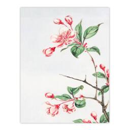 Artery8 Megata Morikaga Framed Wall Art Print Kaido Crabapple Flower Bloom in Pink - Size: A4 - thumbnail 3