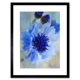"Artery8 Cornflower Flower Blue Bloom Living Room 12x16"" Framed Wall Art Print - Size: W12"" x H16""" - thumbnail 1