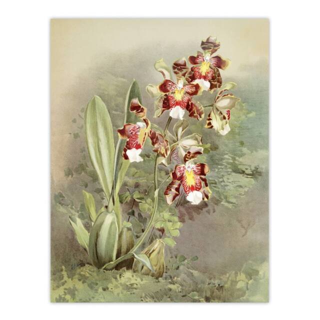 "Artery8 Frederick Sander Odontoglossum Harryanum Orchid Wall Art Print - Size: W12"" x H16""" - image 1