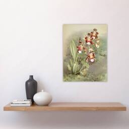 "Artery8 Frederick Sander Odontoglossum Harryanum Orchid Wall Art Print - Size: W12"" x H16""" - thumbnail 4