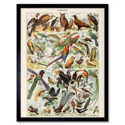 "Artery8 Millot Encyclopedia Page Birds Owls Parrots 12x16"" Framed Art Print - Size: W12"" x H16""" - thumbnail 1