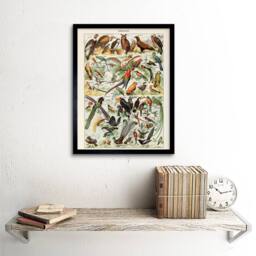 "Artery8 Millot Encyclopedia Page Birds Owls Parrots 12x16"" Framed Art Print - Size: W12"" x H16""" - thumbnail 2
