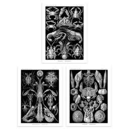 Artery8 Wall Art Print Set of 3 Ernst Haeckel Black White Vintage s Ocean Sea Marine Shrimp Crab Lobster Claw Living Room Poster s Pack - thumbnail 1