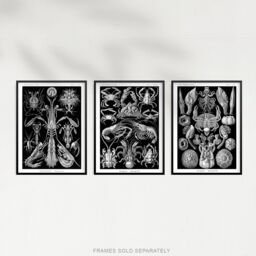 Artery8 Wall Art Print Set of 3 Ernst Haeckel Black White Vintage s Ocean Sea Marine Shrimp Crab Lobster Claw Living Room Poster s Pack - thumbnail 5