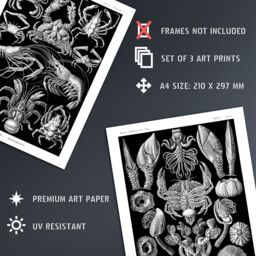 Artery8 Wall Art Print Set of 3 Ernst Haeckel Black White Vintage s Ocean Sea Marine Shrimp Crab Lobster Claw Living Room Poster s Pack - thumbnail 4