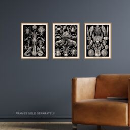 Artery8 Wall Art Print Set of 3 Ernst Haeckel Black White Vintage s Ocean Sea Marine Shrimp Crab Lobster Claw Living Room Poster s Pack - thumbnail 2