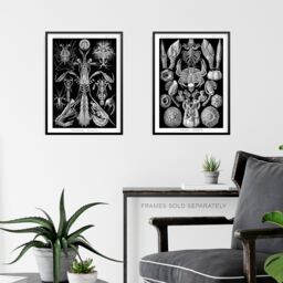 Artery8 Wall Art Print Set of 3 Ernst Haeckel Black White Vintage s Ocean Sea Marine Shrimp Crab Lobster Claw Living Room Poster s Pack - thumbnail 6