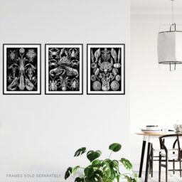 Artery8 Wall Art Print Set of 3 Ernst Haeckel Black White Vintage s Ocean Sea Marine Shrimp Crab Lobster Claw Living Room Poster s Pack - thumbnail 3