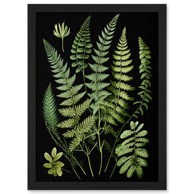 Artery8 Fern Fronds Detailed Leaves Botanical Illustration Artwork Framed Wall Art Print A4 in Black - image 1