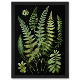 Artery8 Fern Fronds Detailed Leaves Botanical Illustration Artwork Framed Wall Art Print A4 in Black - thumbnail 1