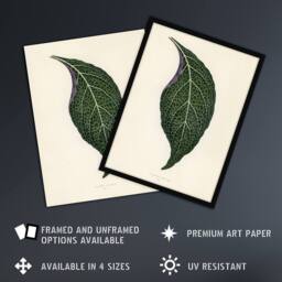 Artery8 Vintage Botanical Nerve Plant Leaf Fawcett Framed Wall Art Print in Beige - Size: A4 - thumbnail 2