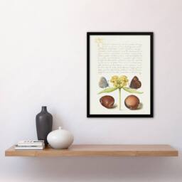 Artery8 Moths Jerusalem Sage & Beans Calligraphy Framed Wall Art Print in White - Size: A4 - thumbnail 4