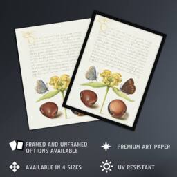 Artery8 Moths Jerusalem Sage & Beans Calligraphy Framed Wall Art Print in White - Size: A4 - thumbnail 2