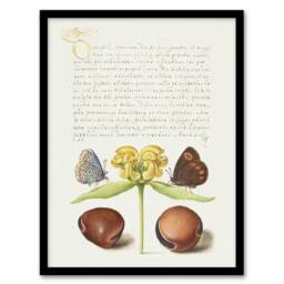 Artery8 Moths Jerusalem Sage & Beans Calligraphy Framed Wall Art Print in White - Size: A4 - thumbnail 1