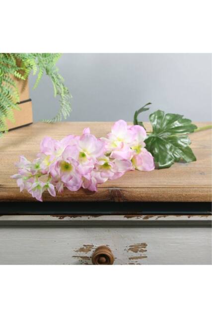 KDMD Cream Pink Arundel Garden Delphinium 5 Pack - image 1