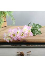 KDMD Cream Pink Arundel Garden Delphinium 5 Pack - thumbnail 5