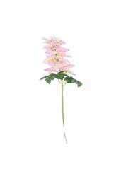 KDMD Cream Pink Arundel Garden Delphinium 5 Pack - thumbnail 3