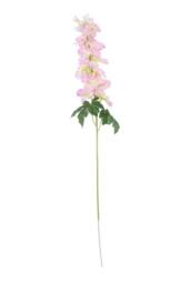 KDMD Cream Pink Arundel Garden Delphinium 5 Pack - thumbnail 4