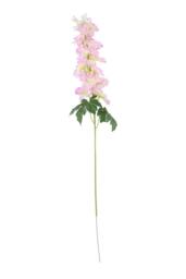 KDMD Cream Pink Arundel Garden Delphinium 5 Pack - thumbnail 6