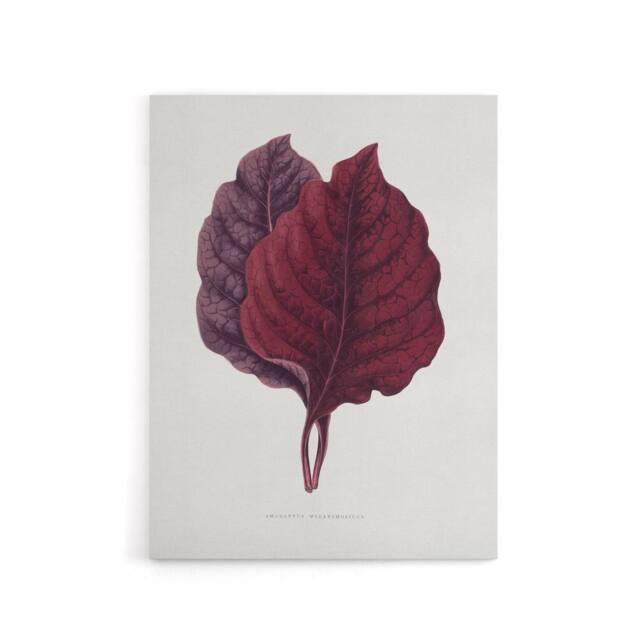 "Artery8 AF Lydon Benjamin Fawcett Red Amaranth Leaf Canvas Wall Art Print in White - Size: W12"" x H16""" - image 1