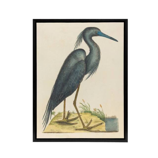 "Artery8 Blue Heron Natural History Illustration Catesby Framed Canvas Wall Art in Beige - Size: W24"" x H32""" - image 1