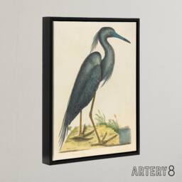 "Artery8 Blue Heron Natural History Illustration Catesby Framed Canvas Wall Art in Beige - Size: W24"" x H32""" - thumbnail 2